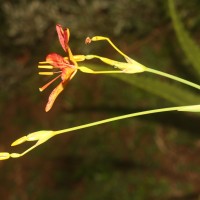 Iris domestica (L.) Goldblatt & Mabb.